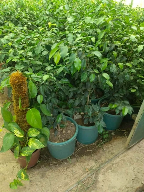 Arbres & plantes espace vert