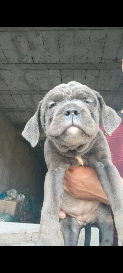 Cane Corso 