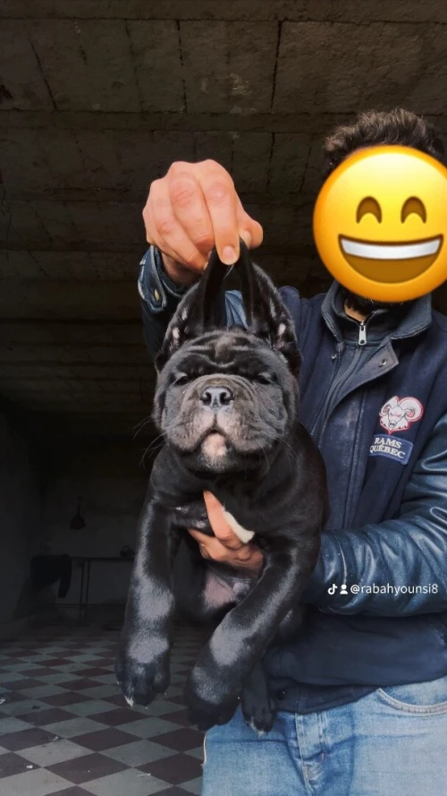 Cane Corso