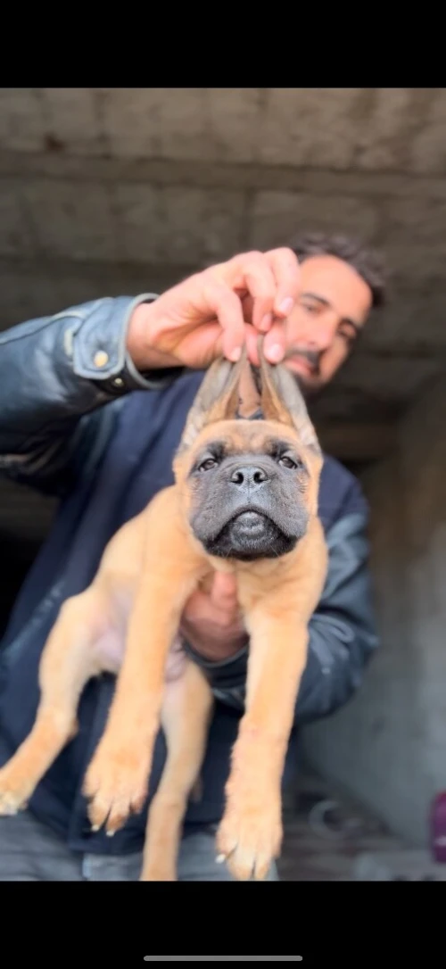 Cane Corso