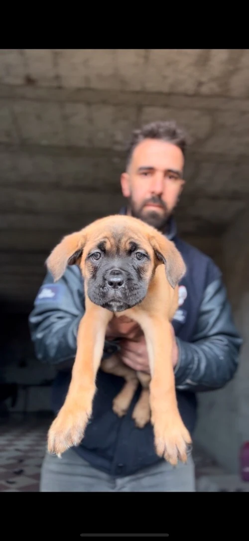 Cane Corso