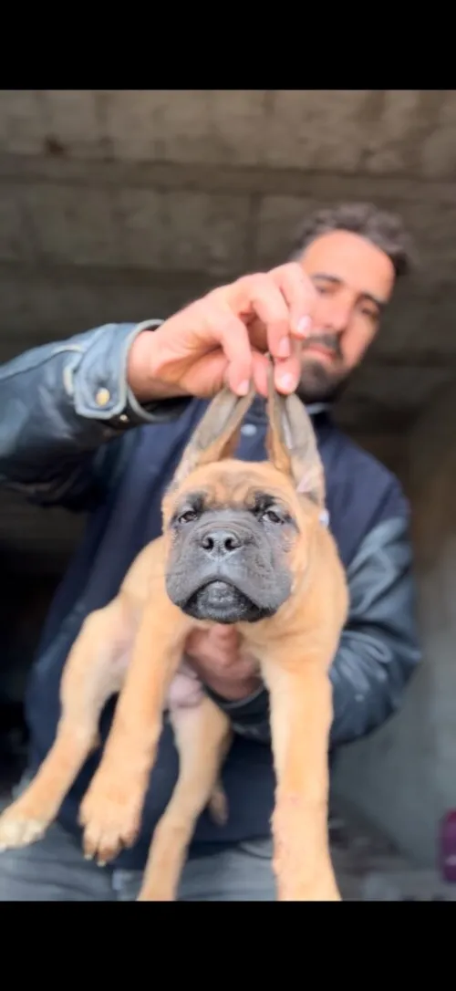 Cane Corso