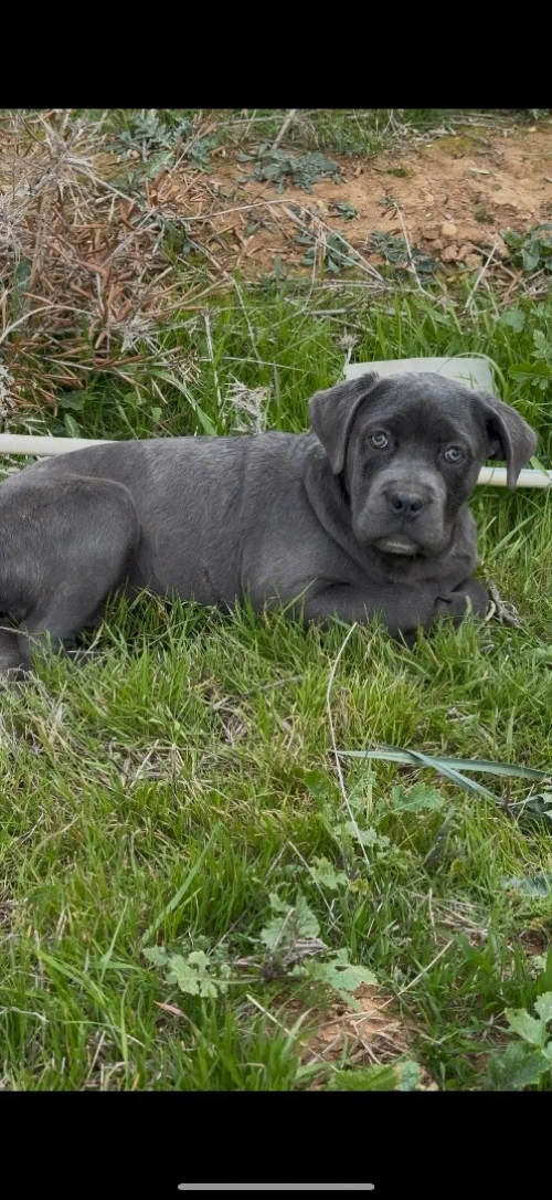 Cane corso