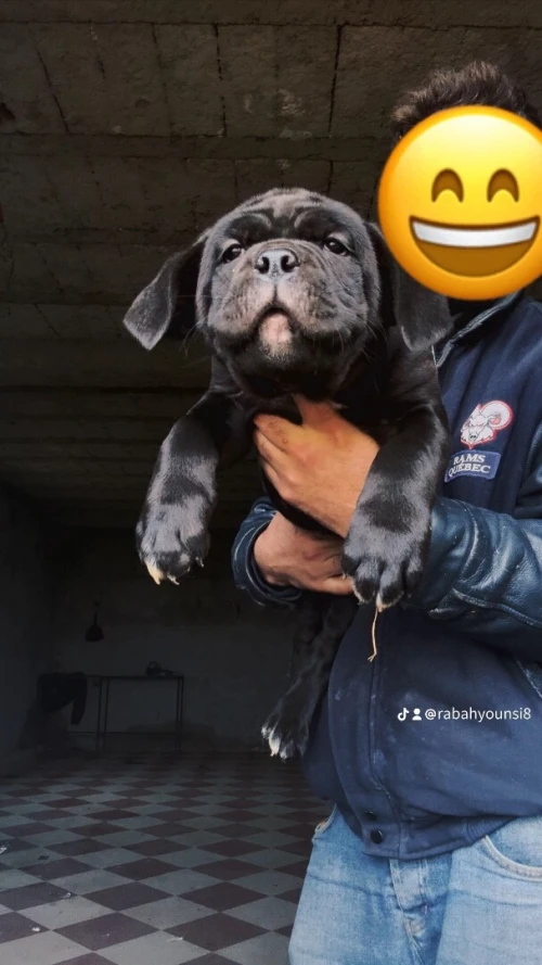 Cane Corso