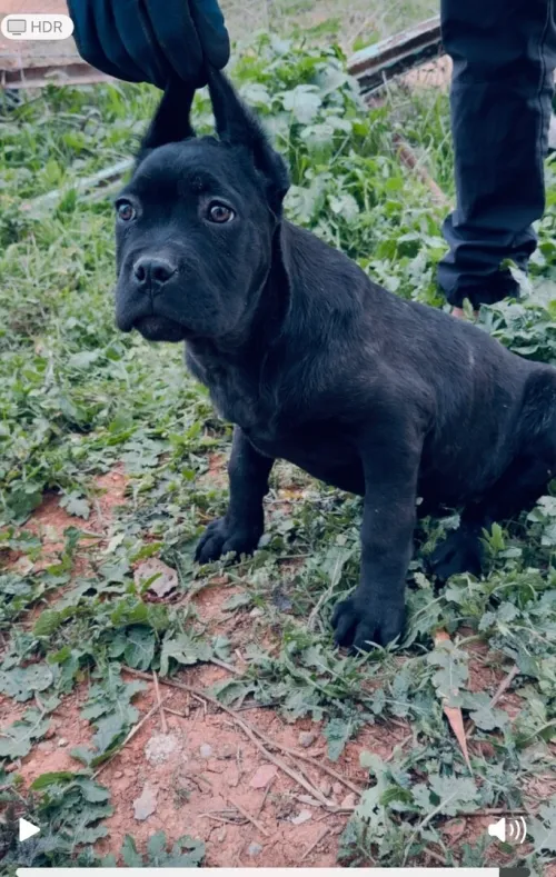 Cane corso