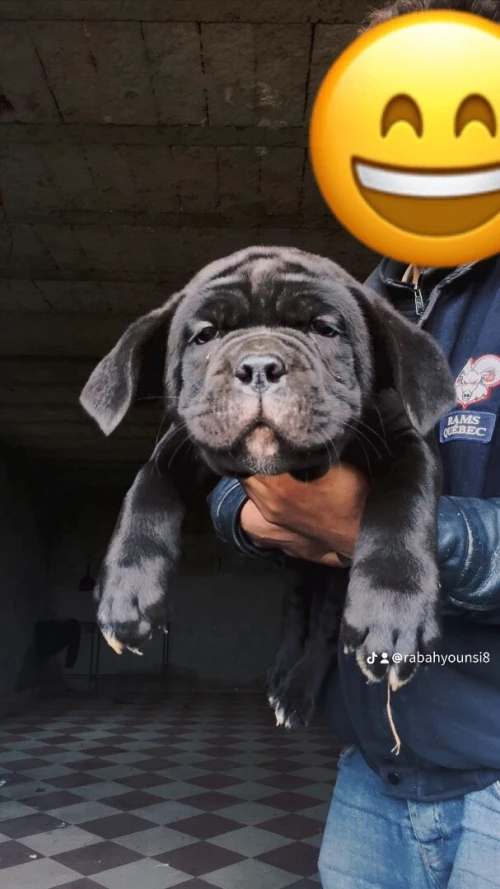Cane Corso