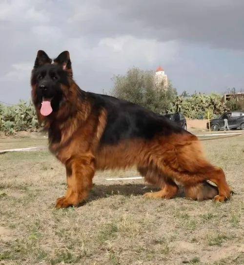 Berger allemand