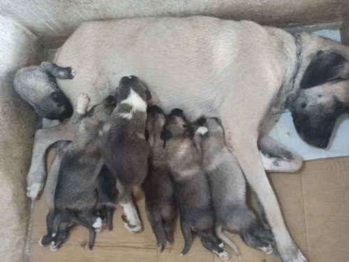 Femelle kangal