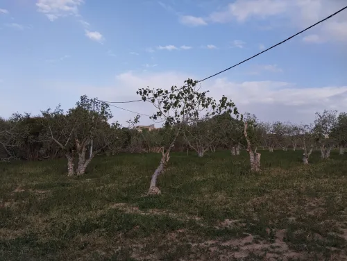 Vente Terrain Tlemcen Chetouane