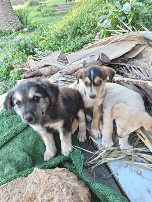 Chien à adoprer