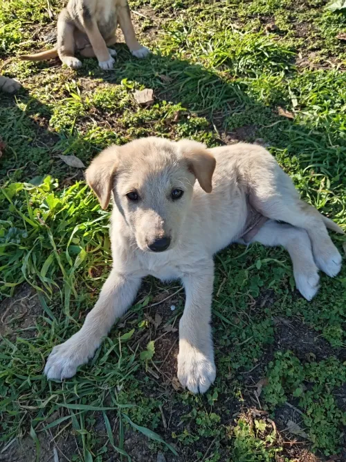 Chiots à adopter
