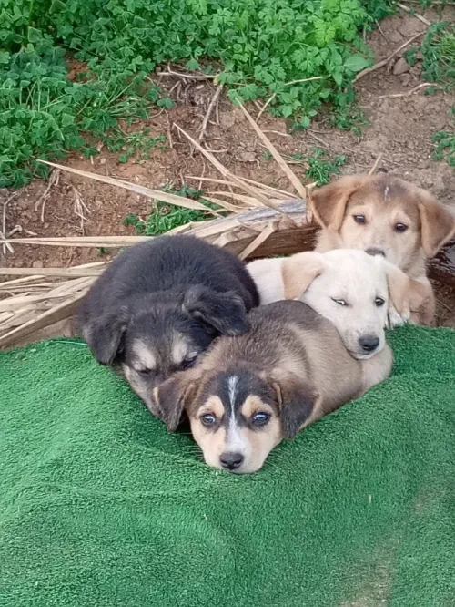 Chiots à adopter