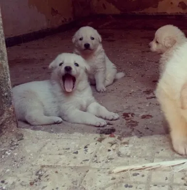 Berger blanc suisse 
