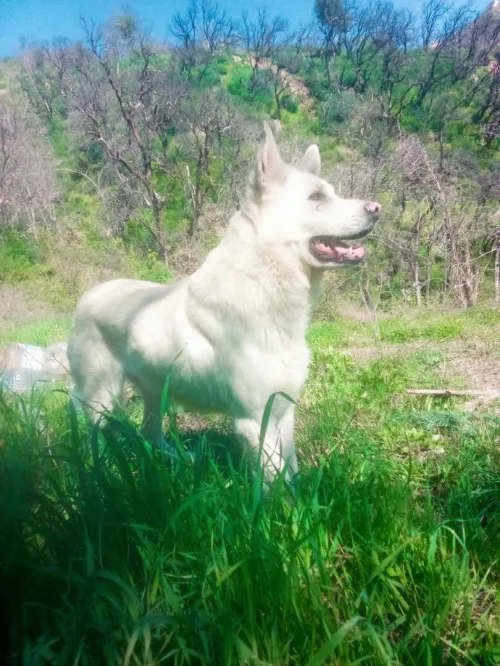 Berger blanc suisse 