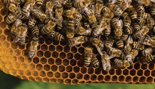 ruche d'abeille