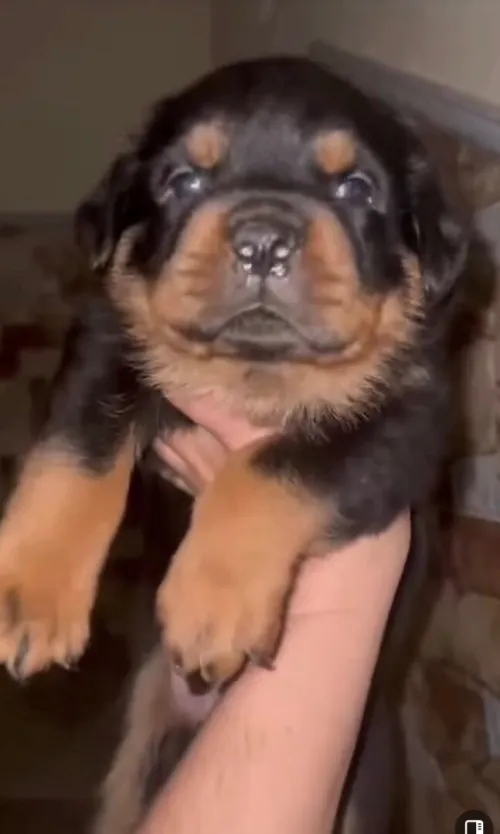 Chiot rottweiller