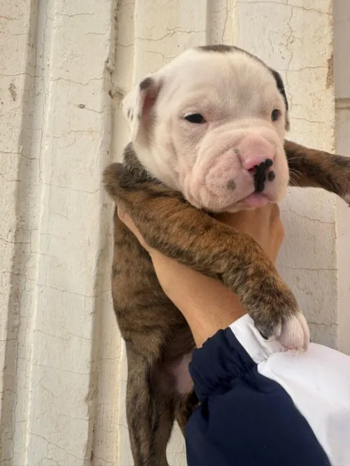 Chiot bully américain XL