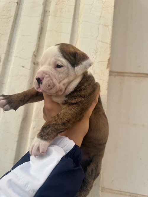CHIOTS Américan Bully catégorie XL