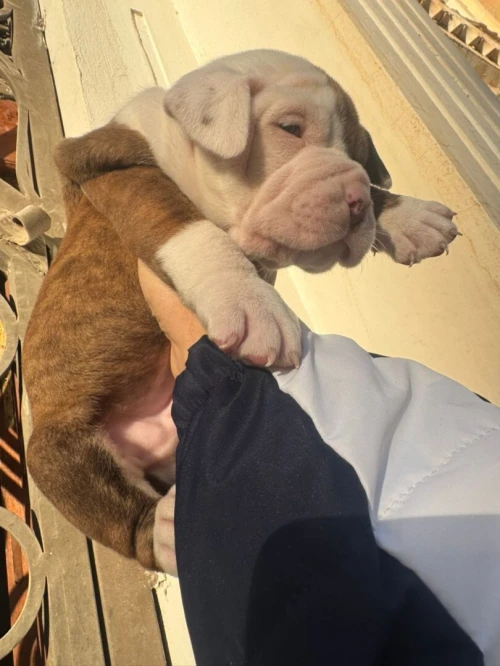Chiot bully américain XL