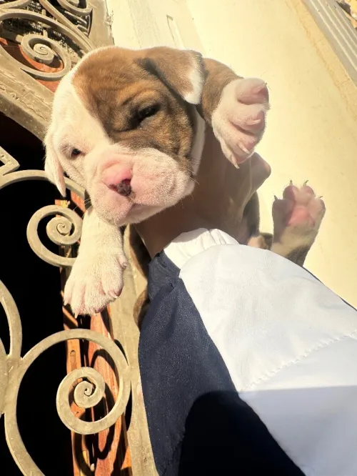 CHIOTS Américan Bully catégorie XL