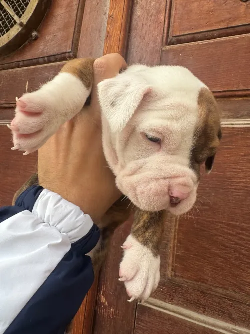 CHIOTS Américan Bully catégorie XL