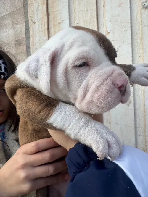 CHIOTS Américan Bully catégorie XL