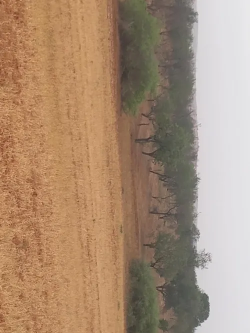 Vente Terrain Agricole Mascara El keurt