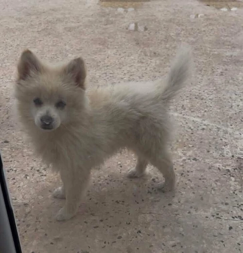 Spitz allemand 4mois