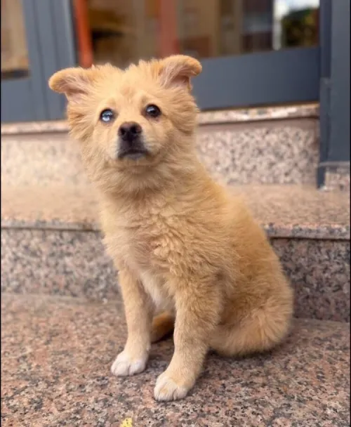 Spitz allemand 4mois