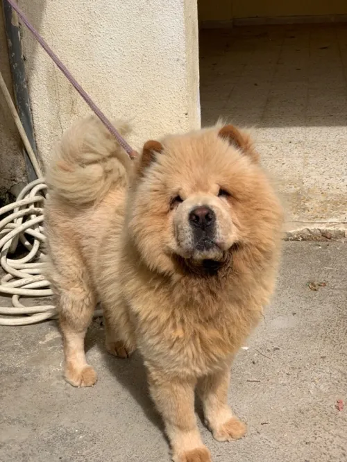 Chow-chow Mal 