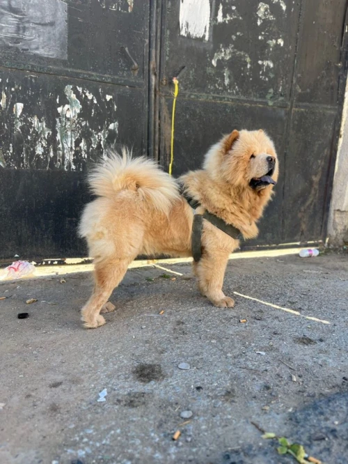 Chow-chow mal 1ans