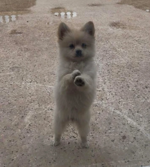 Spitz allemand 4mois