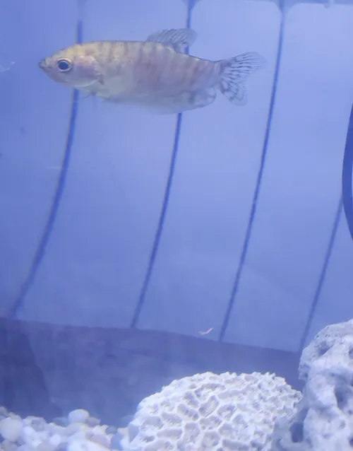 Gourami bleu + jaune