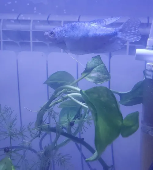 Gourami bleu + jaune