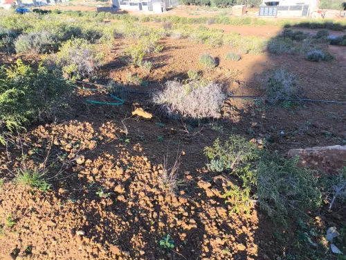 Vente Terrain Tipaza Cherchell