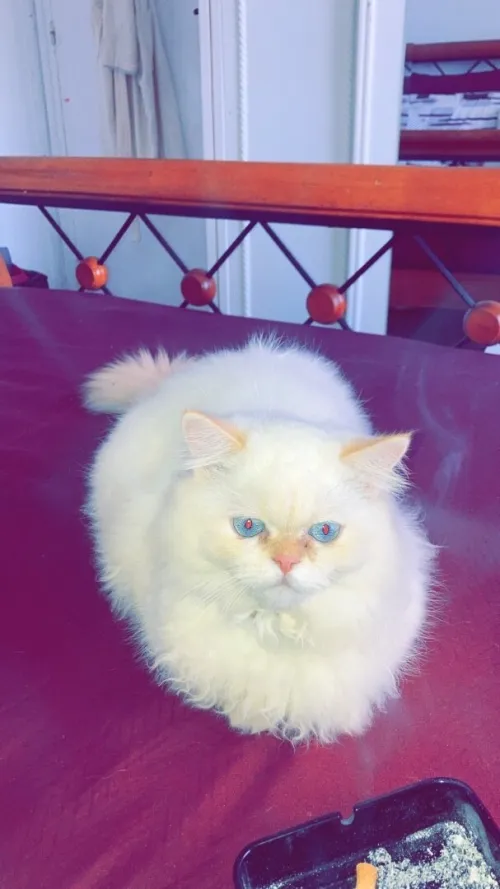 Chat persan 