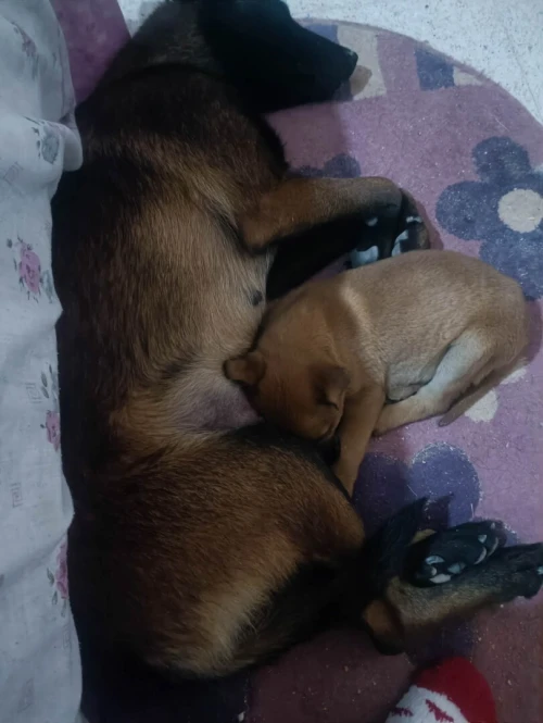 BERGER MALINOIS 3 MOIS MALE