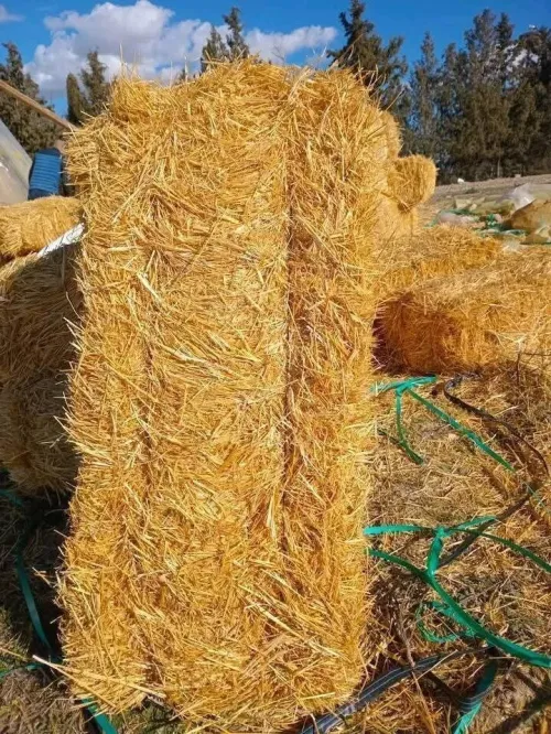 77 بوطا ڨورط 