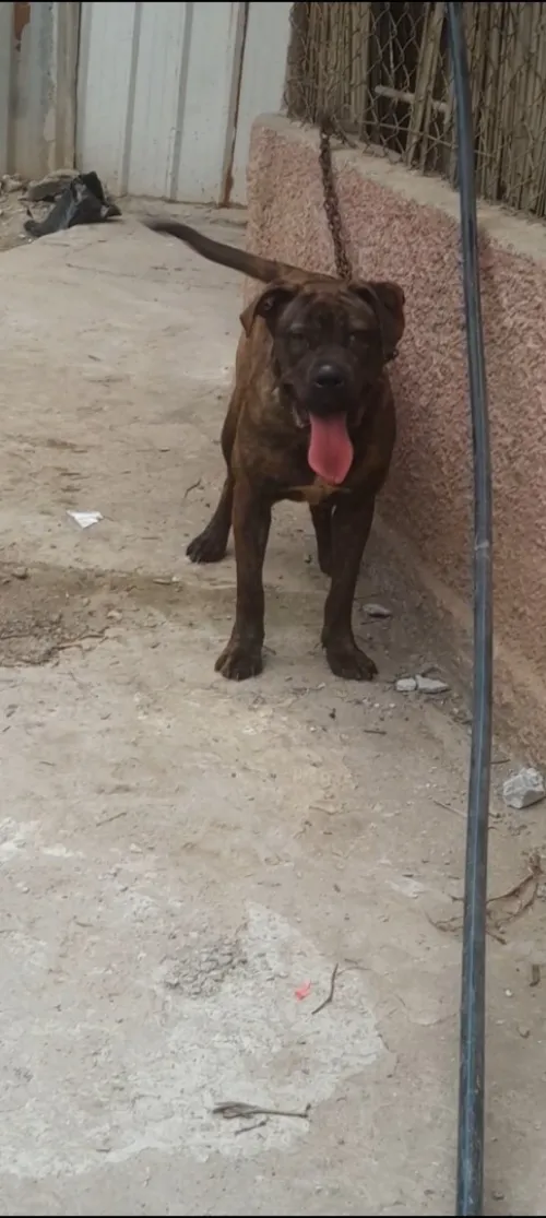 Top Femelle cane corso