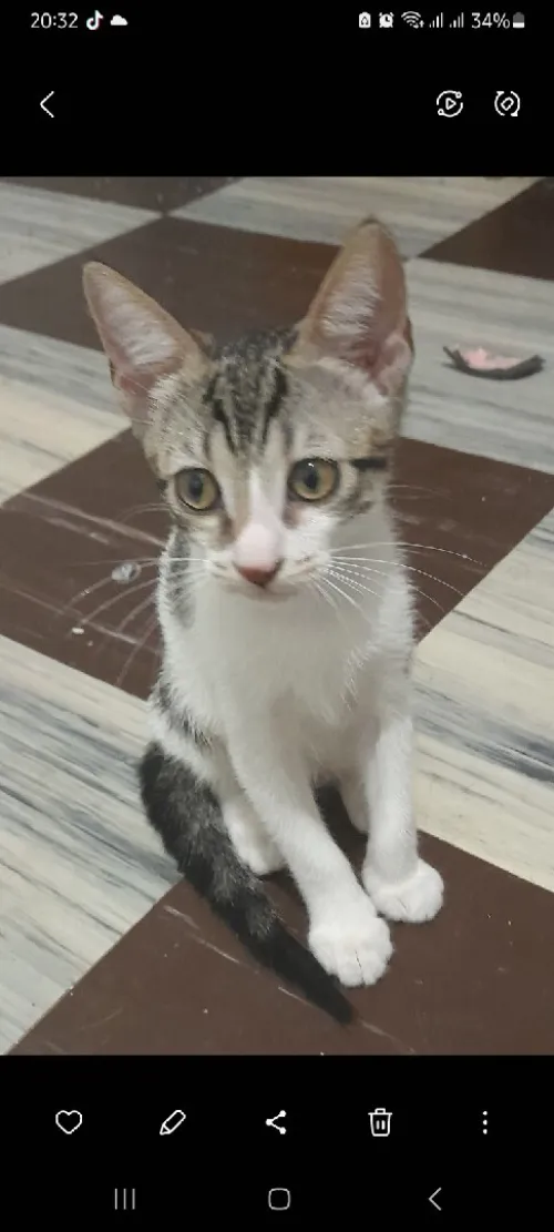 Chatte femelle