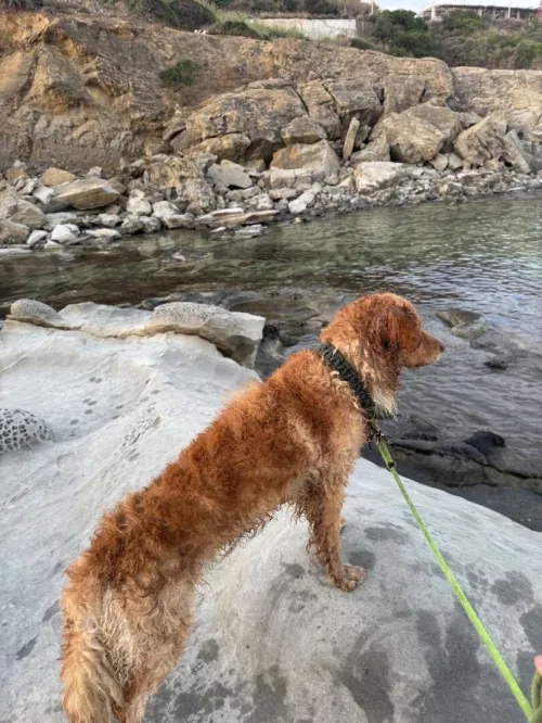 Golden retriever 