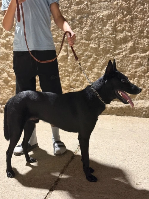 Malinois mexicain 