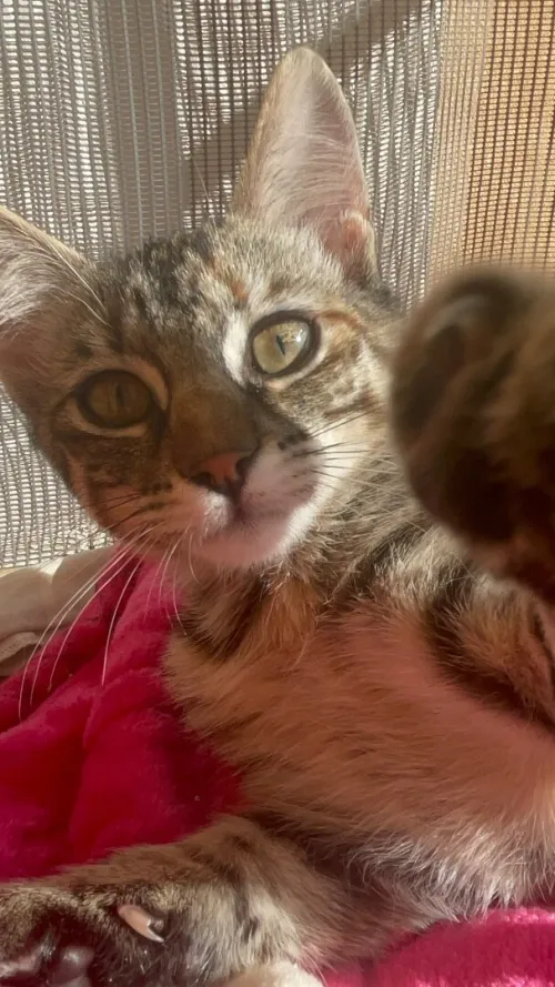 Gata l Adoption