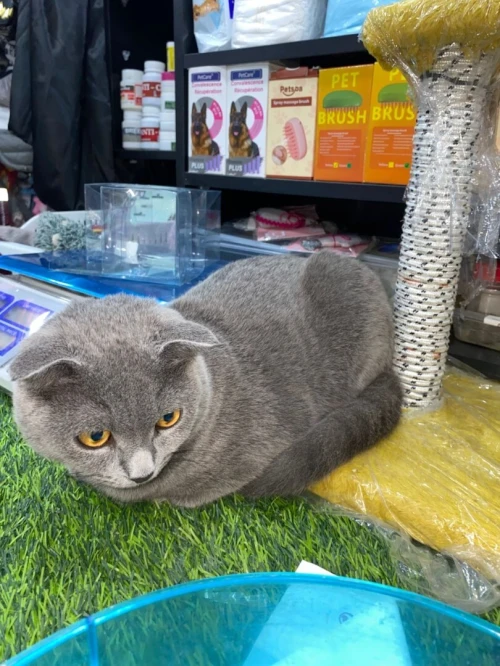 Un chat mâle race scottish fold pour accouplement