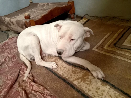 Dog argentin 