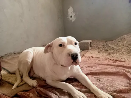 Dog argentin 