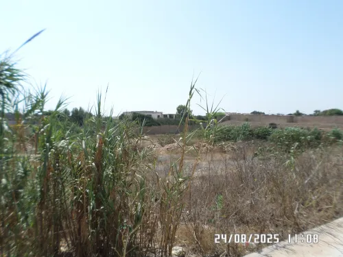 Vente Terrain Alger Staoueli