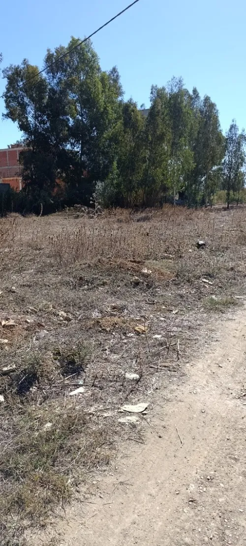 Vente Terrain Alger Tessala el merdja