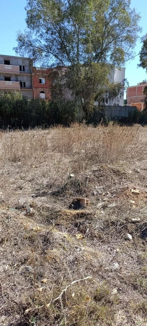 Vente Terrain Alger Tessala el merdja