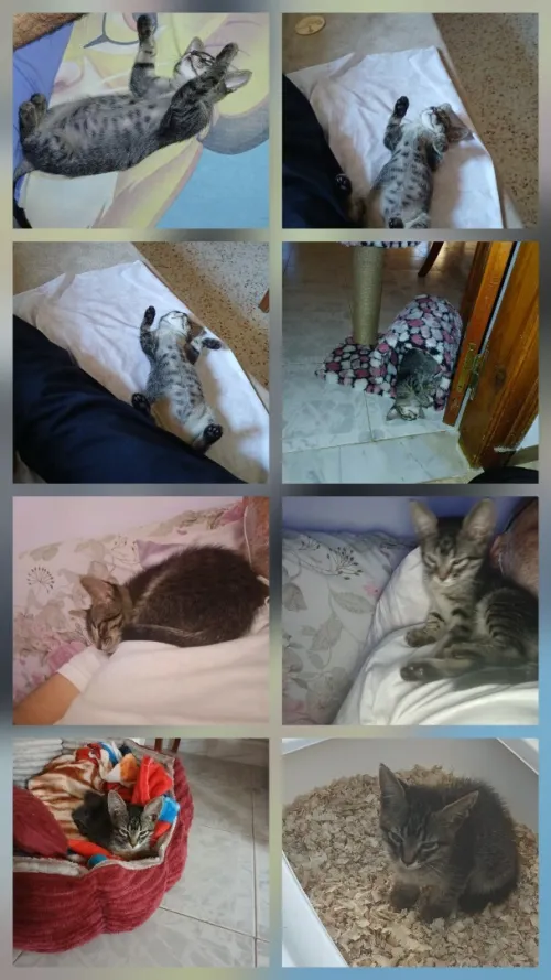 Chatte à adopter